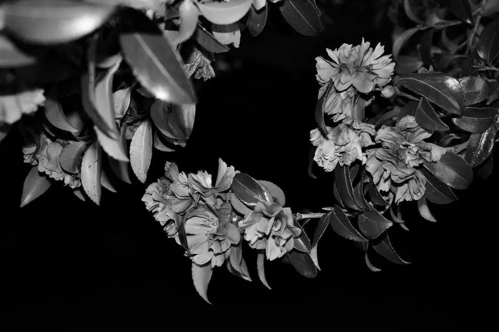 Dettagli in bianco e nero (Immagine cortesia Ricoh)